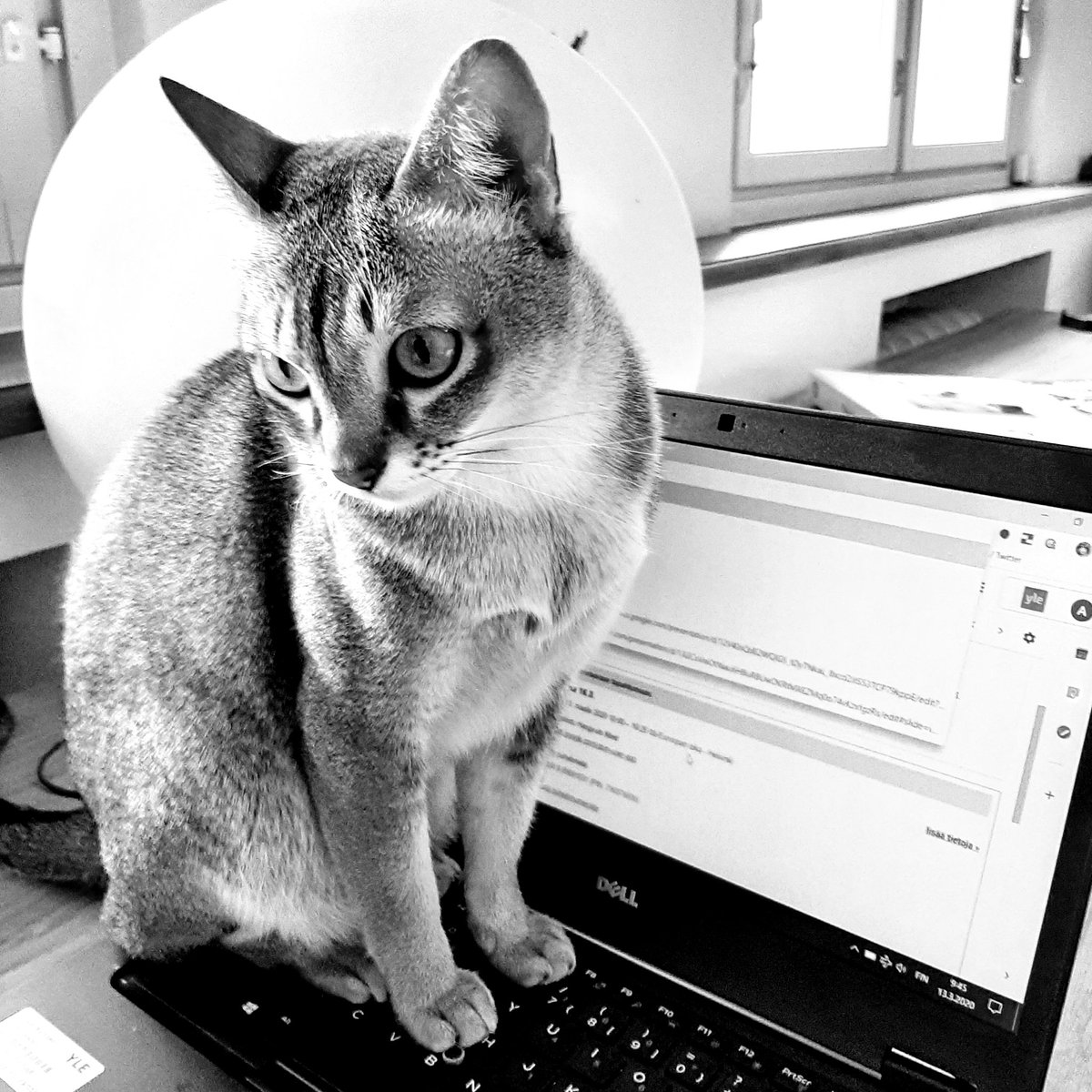 #mylifeinpictures 1/7 - etätöissä.