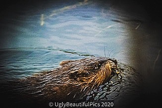 BeautifulUglies's tweet photo. #UglyBeautifulPics #beautifullyuglypics #nikonphotocontest #ho wiseetheworldaroundme #lifejourneypitstop #happenstance #lifeofasocialworker #nikonwilderness #nikonphotography #puremichigan #beautyiseverywhere #beautifulisuglyisbeautiful #3% #findingmywayonmyown #resilience #… https://t.co/6xxsMtf2U6