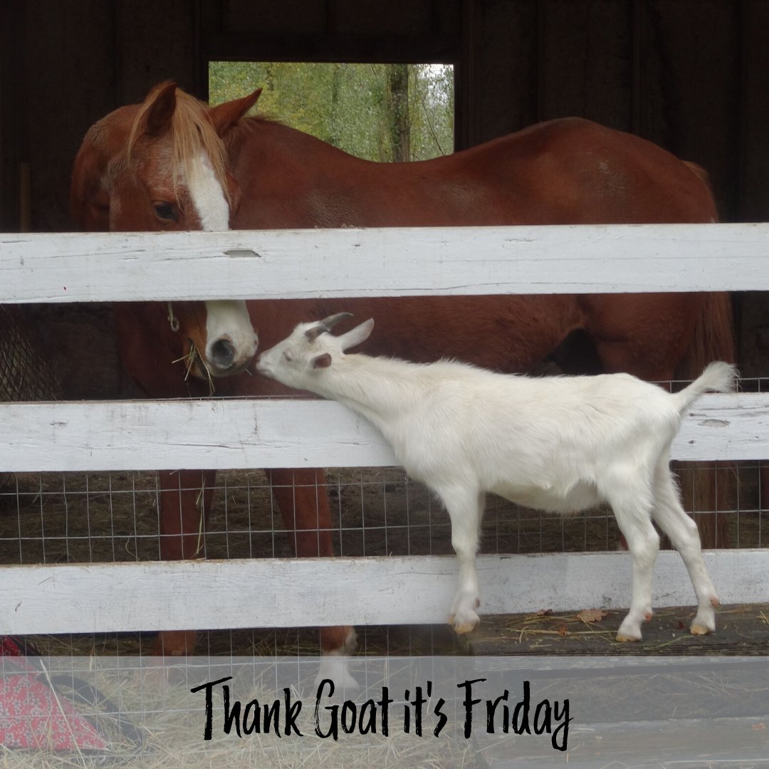 kindred_farm's tweet photo. Have a kind weekend β€οΈ
.
.
.
.
.
#barneyandclyde #tgif #thangoatitsfriday #salisfarm #goatrescue #goatsofinsta #goatsofinstagram #horserescue #chasethehorse #horserescue #animalfriends https://t.co/OmbnVkeR8Z