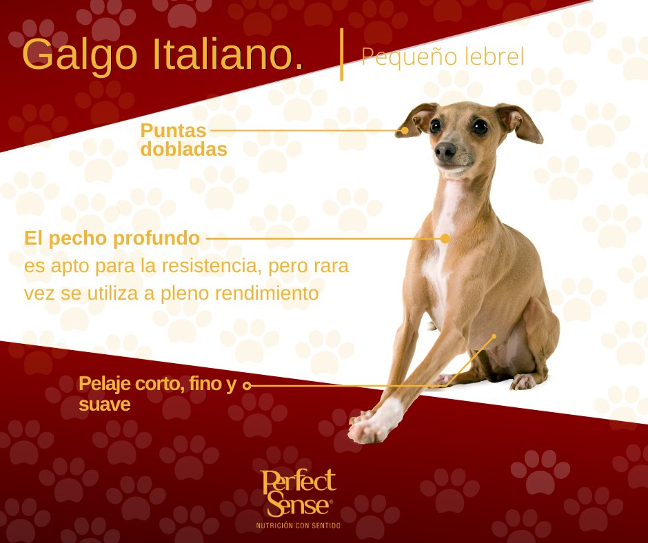 #EnciclopediaPerruna: Galgo Italiano.
Esta elegante raza se remota a la Grecia clásica y al imperio egipcio. Es un lebrel en miniatura perfecto. Creado sin duda hace miles de años como perro de compañía mediante la cría a partir de galgos de tamaño estándar.