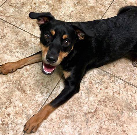 TAILS Humane Society Donations: Blankets, Newspapers, Toilet Paper, etc. Anything to help benefit the animals at the shelter located in Dekalb. If that is too far, check out the donation box by door 8! #District301 #301Marketing
