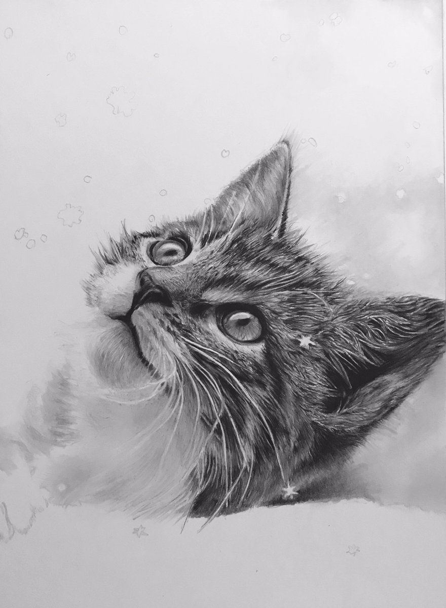 ট ইট র かずあ と 鉛筆画 だいぶ描き込んだけど 前回から見た目あまり 変化無し イラスト好きさんと繋がりたい お絵描き好きさんと繋がりたい イラスト 動物画 猫 ねこ ネコ Cat Animal Pencilart Pencildrawing T Co Beddx4emls