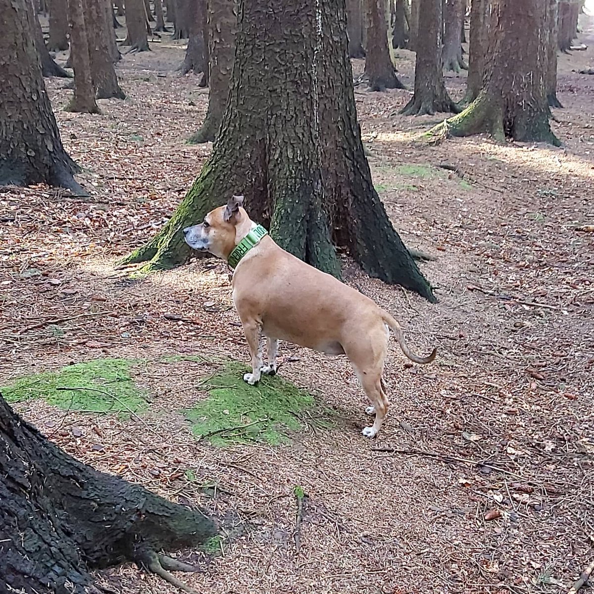 MikeMichaels71's tweet photo. Walk down Kinneil Woods this morning.......... a muddy, but happy Marley 😁🐕 https://t.co/C6uE5mK7DE