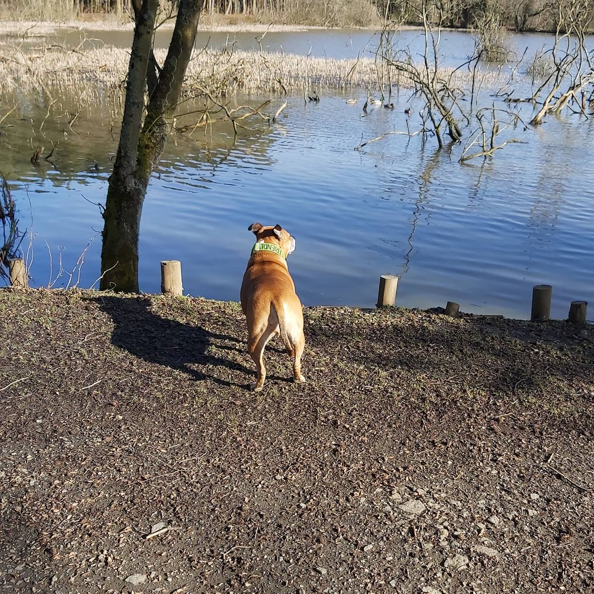 MikeMichaels71's tweet photo. Walk down Kinneil Woods this morning.......... a muddy, but happy Marley 😁🐕 https://t.co/C6uE5mK7DE