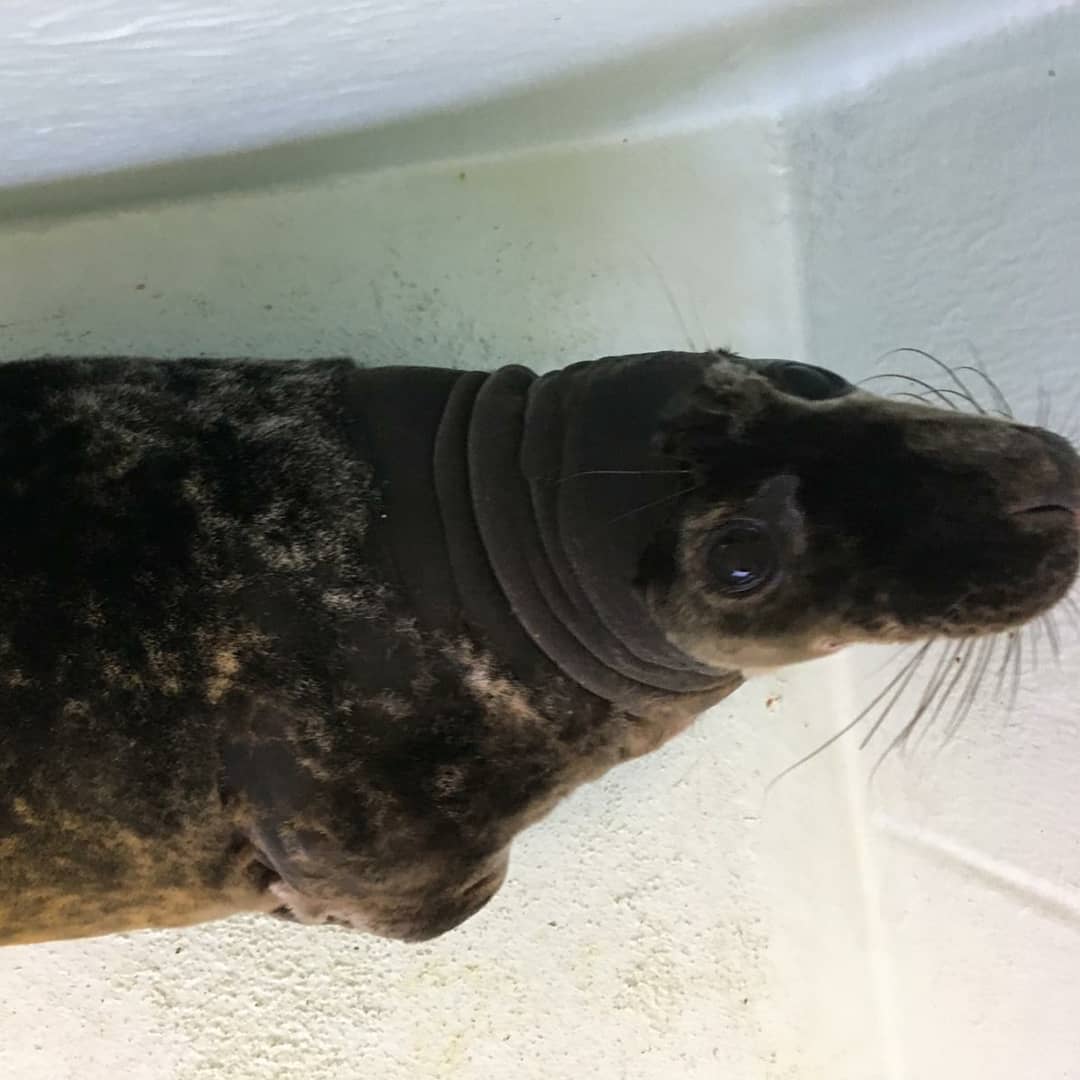Tynemouth Aquarium tweet media