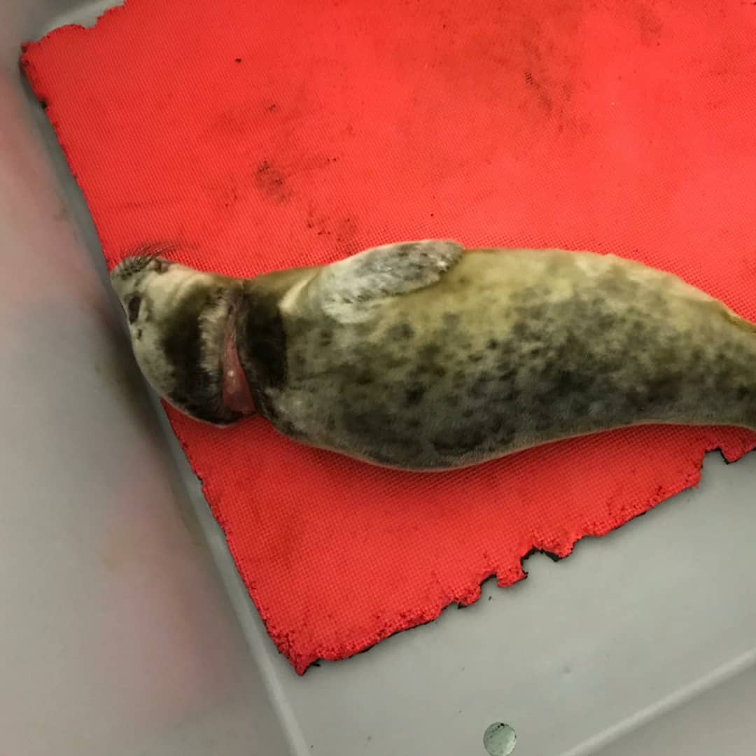 Tynemouth Aquarium tweet media