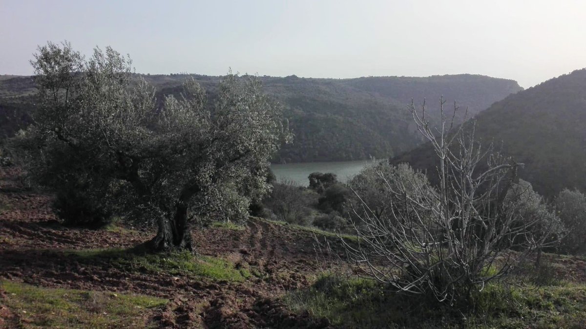 los_pago's tweet photo. Vista de uno de nuestros magestuosos olivos situado en uno de los mejores enclaves para disfrutar de #LosArribes en la parte del Duero. #AOVE #EVOO #Aceitedeoliva #naturaleza #Fermoselle #zamora #vidasaludable #arte #creatividad #bellezasalvaje https://t.co/dhNkqpMkBW