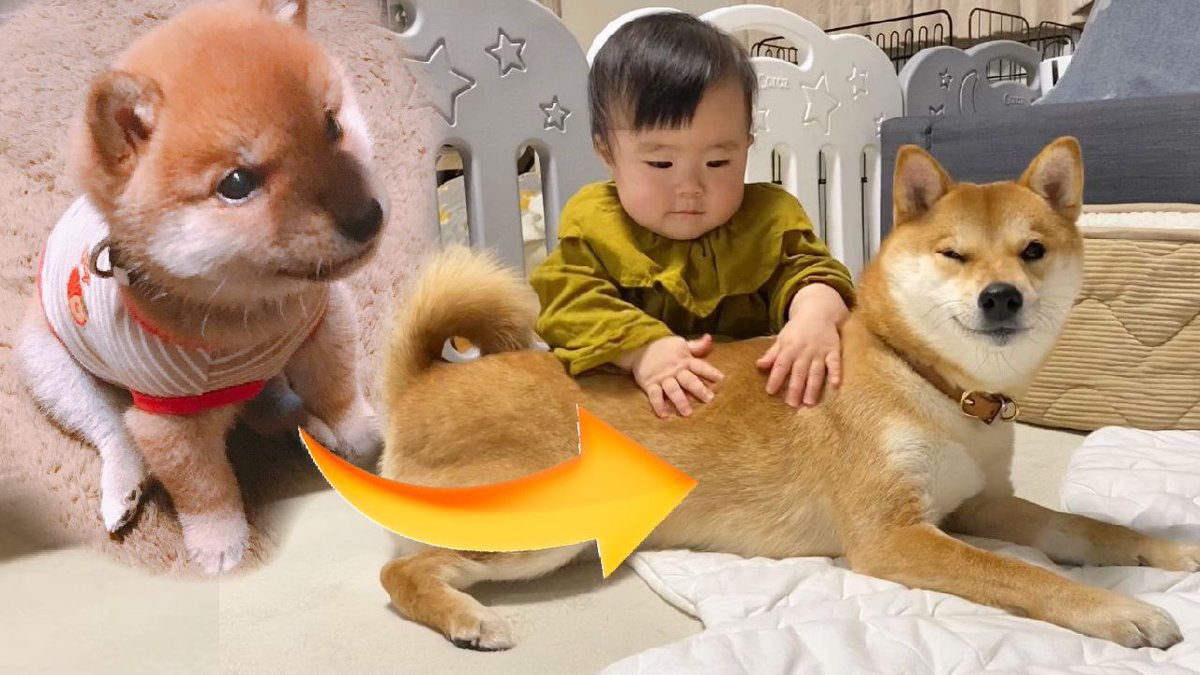 柴犬りんご郎 動画のフルver はyoutubeで公開しましたので よかったらご覧ください T Co W6npgbvjhq 柴犬りんご郎 動画のフルver はyoutubeで公開しましたので よかったらご覧ください T Co W6npgbvjhq