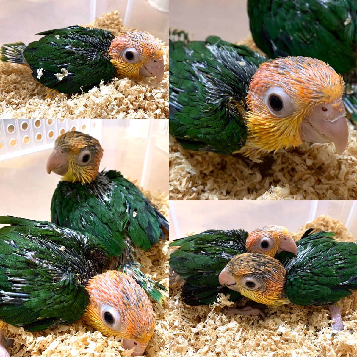 シロハラインコ 雛 値段