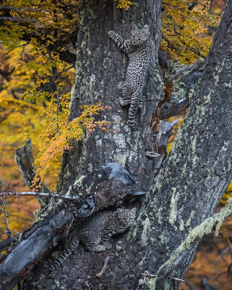 Recuerdo del 2018. Gato Geoffroy`s en el Parque Nacional Torres del Paine. 

Captura hecha por Eduardo Minte Hess @emintehess
