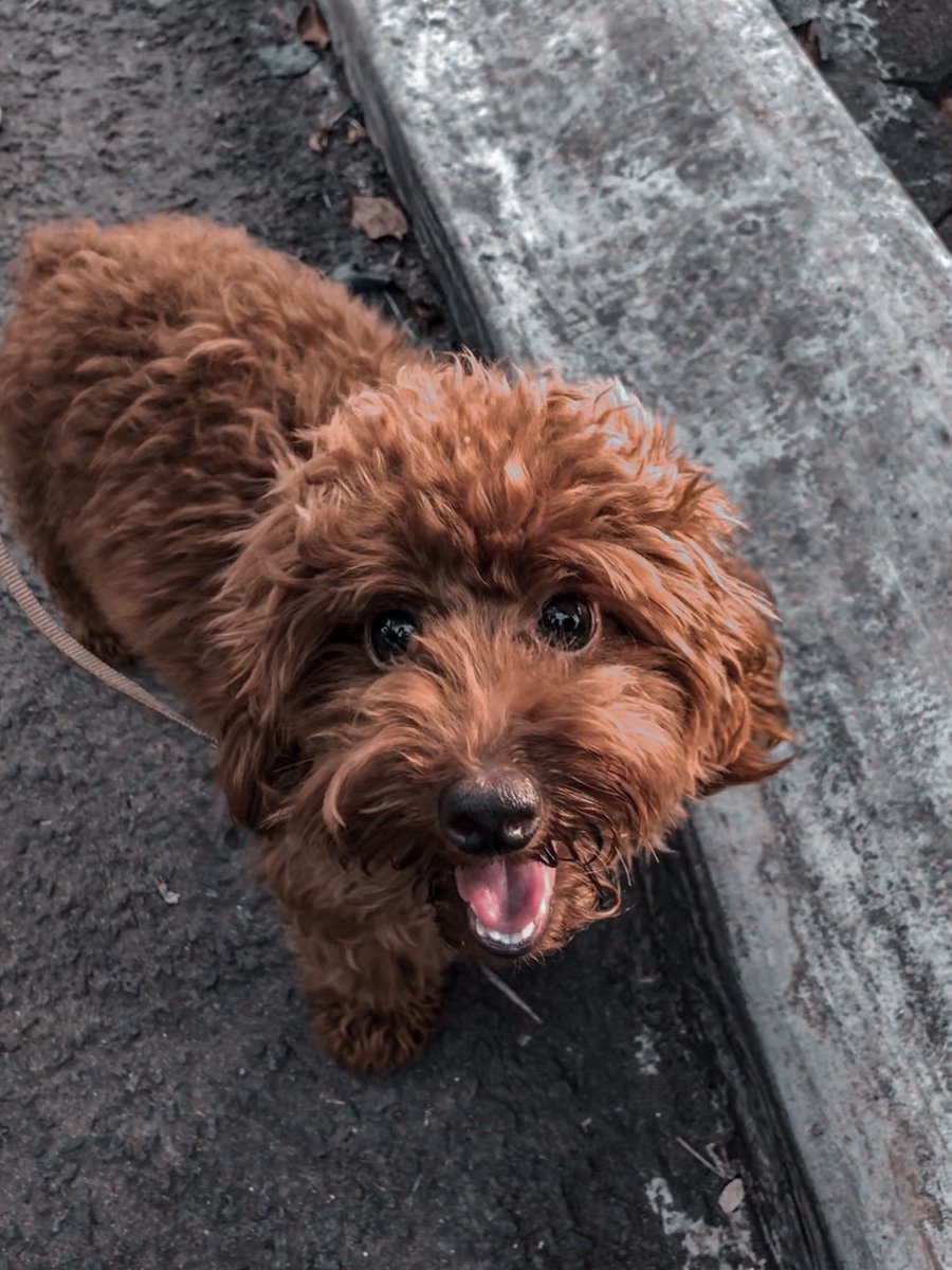andrew_yogii's tweet photo. There is nothing truer in this world than the love of the dog. 🤍 #dog #dogsofinstagram #doglovers #doglife #dogstagram #andrewyogi #sore #soreini https://t.co/wsQ2dEUFdt