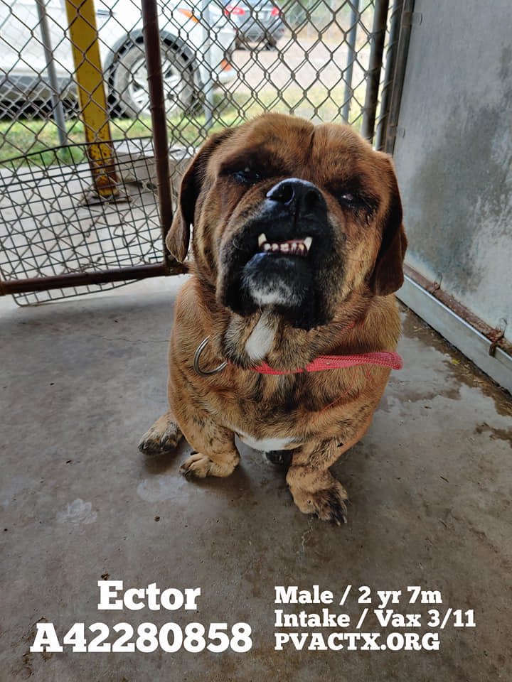 MoishesMom's tweet photo. 🆘🚨👇🏻Gorgeous Ector will be 💉if No1 comes 😦☹️😖😭 #Palm #Valley 💉 beautiful pups daily. Look at his Gorgeous Toofie smile 😍🆘🚨👇🏻#retweet #CAPA #SavePalmValleyPups #ArrestTheDumpers #SaveEctorInPVAC 🙏🙏 Don’t let this beautiful pup 💉 #foster #adopt #BanKillPounds #TXSHAME https://t.co/Gx6xOPZcjx