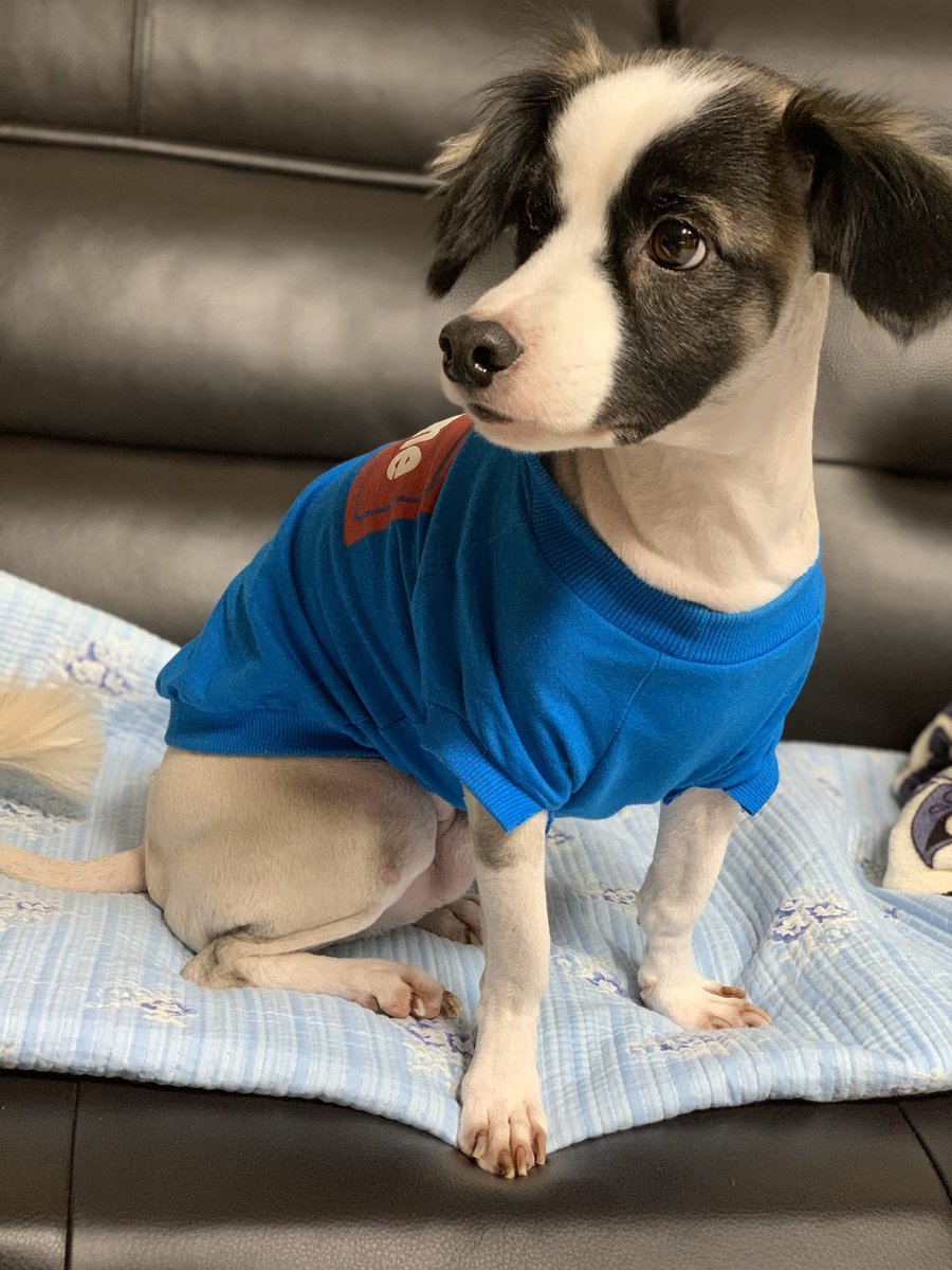 도비(믹스, 남, 8세)