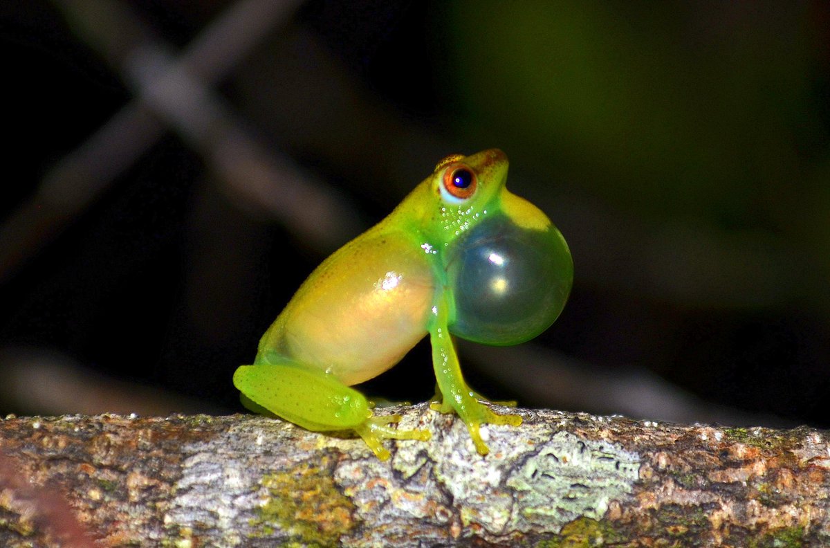 sammirheyer's tweet image. Guys look at this frog. He ribbet so big 

#FrogContent