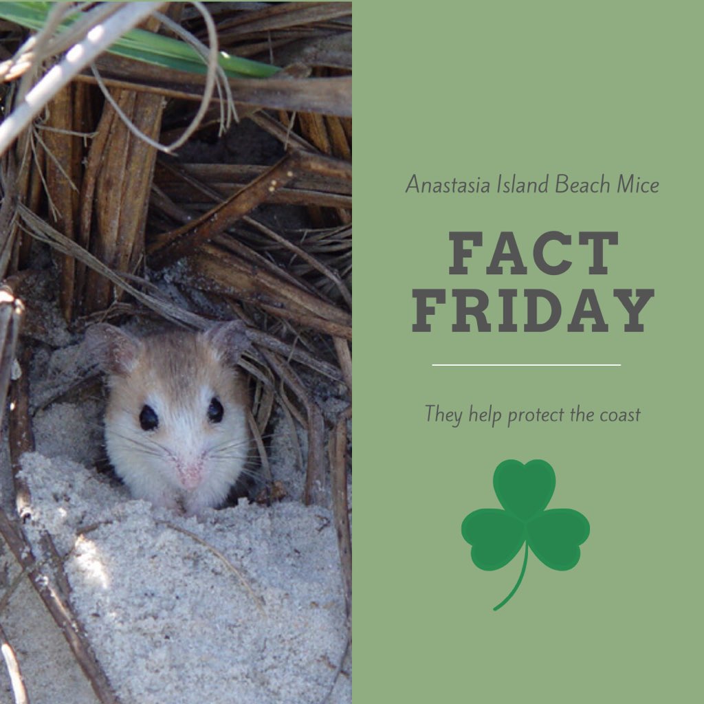 circle_living's tweet photo. Anastasia Island Beach Mouse: This little cutie is one of six subspecies of beach mice living in the dunes.
Fact: Protecting the dunes protects them but aldo helps protect people and property. #livingfullcircle #dunes #factfriday #beachmice #nature #sustainability #conservation https://t.co/NHoGbKL4za