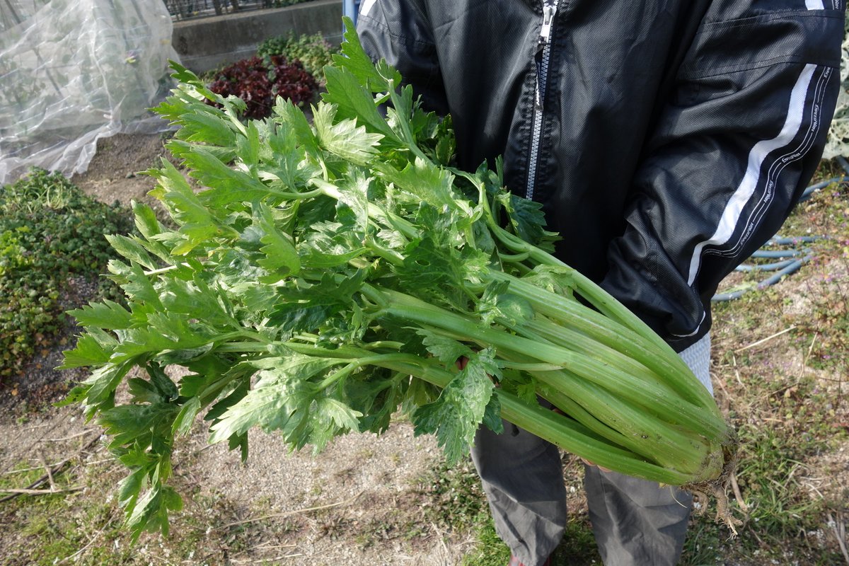 もぐみん 家庭菜園研究家 セロリの歴史 農業では 昭和30年代までは茎を軟白していましたが 栄養価の重視や 色鮮やかさのニーズに合わせ軟白しなくなった経緯があるそうです ハウスなどで株間をつめ大量栽培するので日当たりが抑えられ適度な淡緑色に