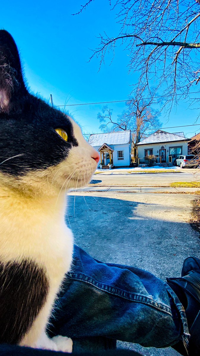 ronnjeff's tweet photo. Just me and my daughter's cat 🐾#selfisolating https://t.co/c9Phxu0jeJ