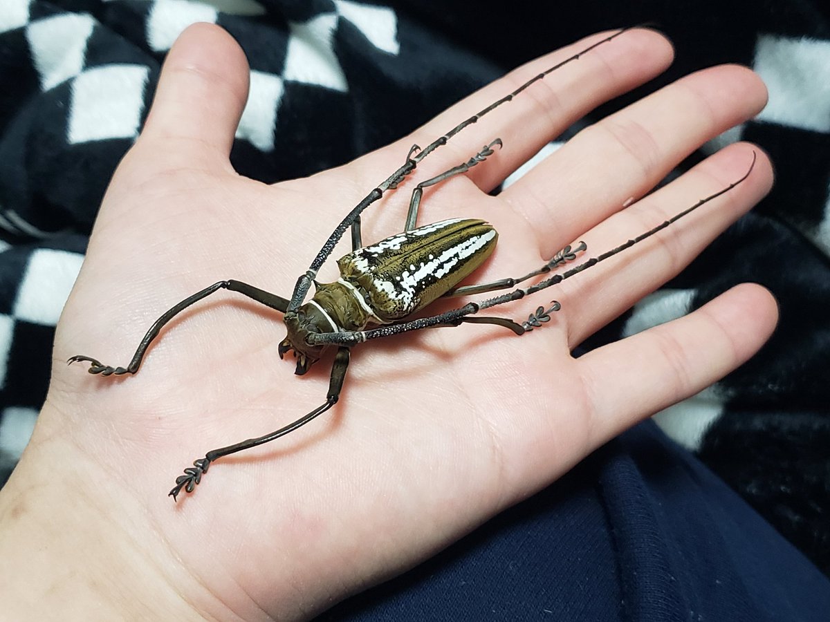 ウォーレスシロスジカミキリ こちらも多数頂いたので作成しました