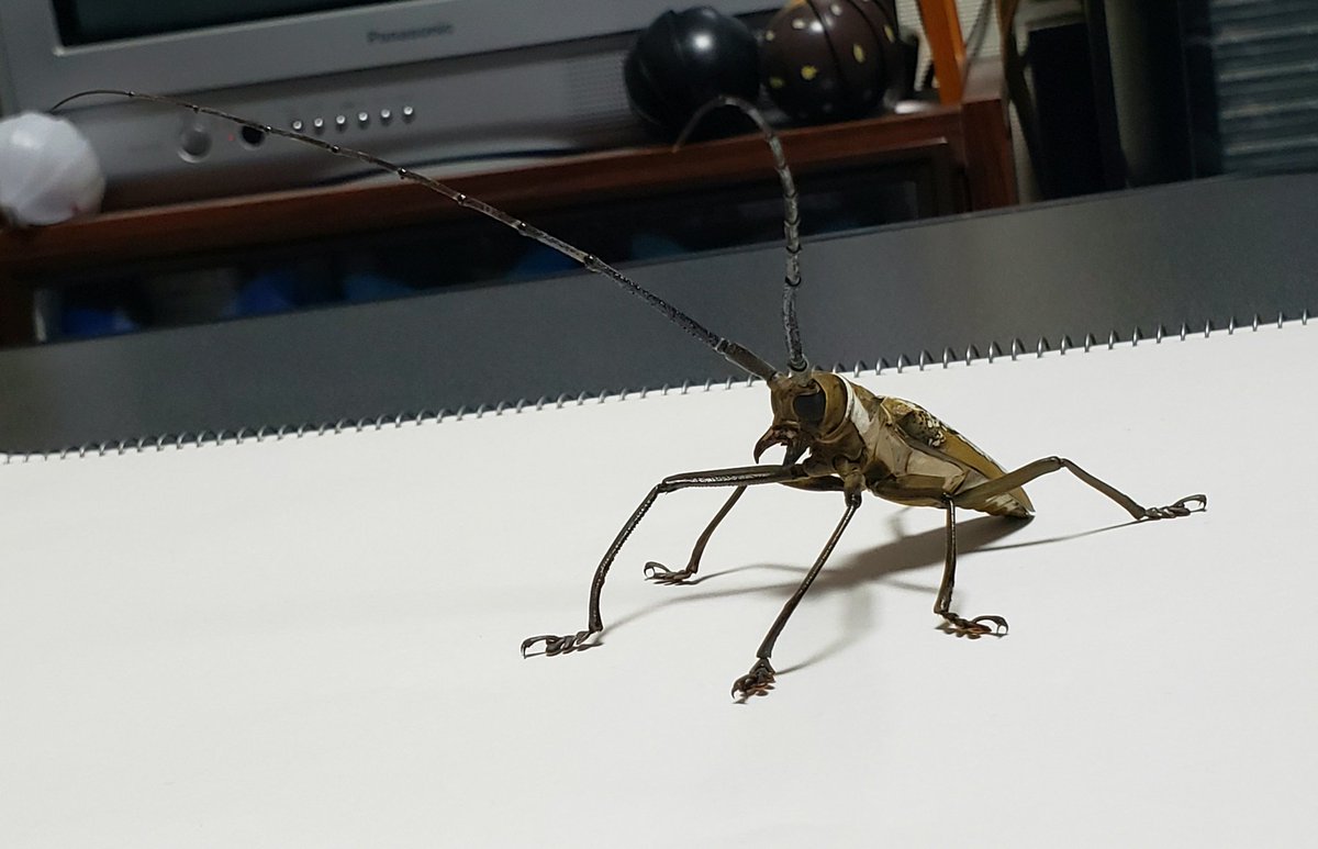 ウォーレスシロスジカミキリ こちらも多数頂いたので作成しました