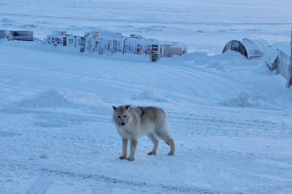 On the last evening of the intensive phase of the campaign a pack of wolves passed through the station #cdnsci #PEARL2020