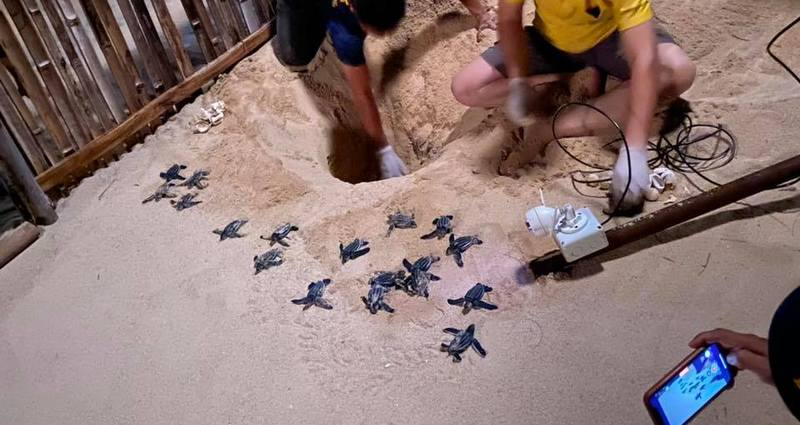 SEAFARERDIVERS's tweet photo. NEW BATCH OF BABY TURTLES HATCH AT BOR DAN BEACH
Bor Dan Beach witnessed 21 baby turtles hatch from their eggs yesterday (Mar 9), with 14 strong enough to be released into the natural environment and seven still under care observation in Phang Nga.
https://t.co/5IsUs4suR2 https://t.co/hmcA0PRHXU