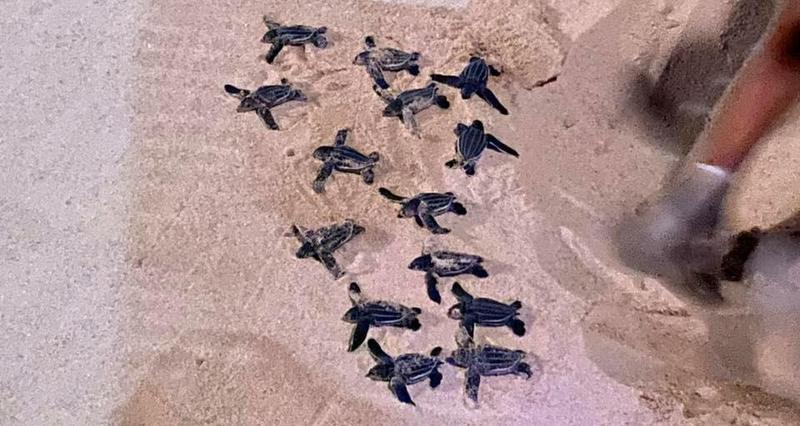SEAFARERDIVERS's tweet photo. NEW BATCH OF BABY TURTLES HATCH AT BOR DAN BEACH
Bor Dan Beach witnessed 21 baby turtles hatch from their eggs yesterday (Mar 9), with 14 strong enough to be released into the natural environment and seven still under care observation in Phang Nga.
https://t.co/5IsUs4suR2 https://t.co/hmcA0PRHXU