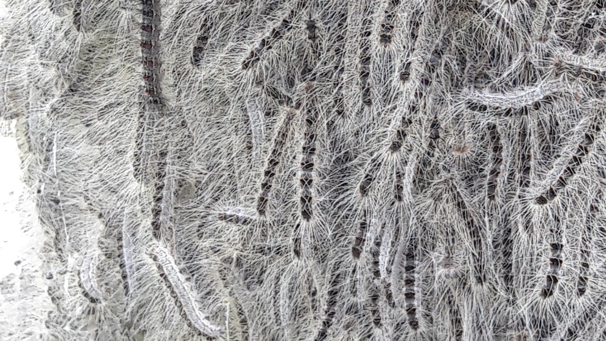 Agricultural and Forest Entomology tweet media