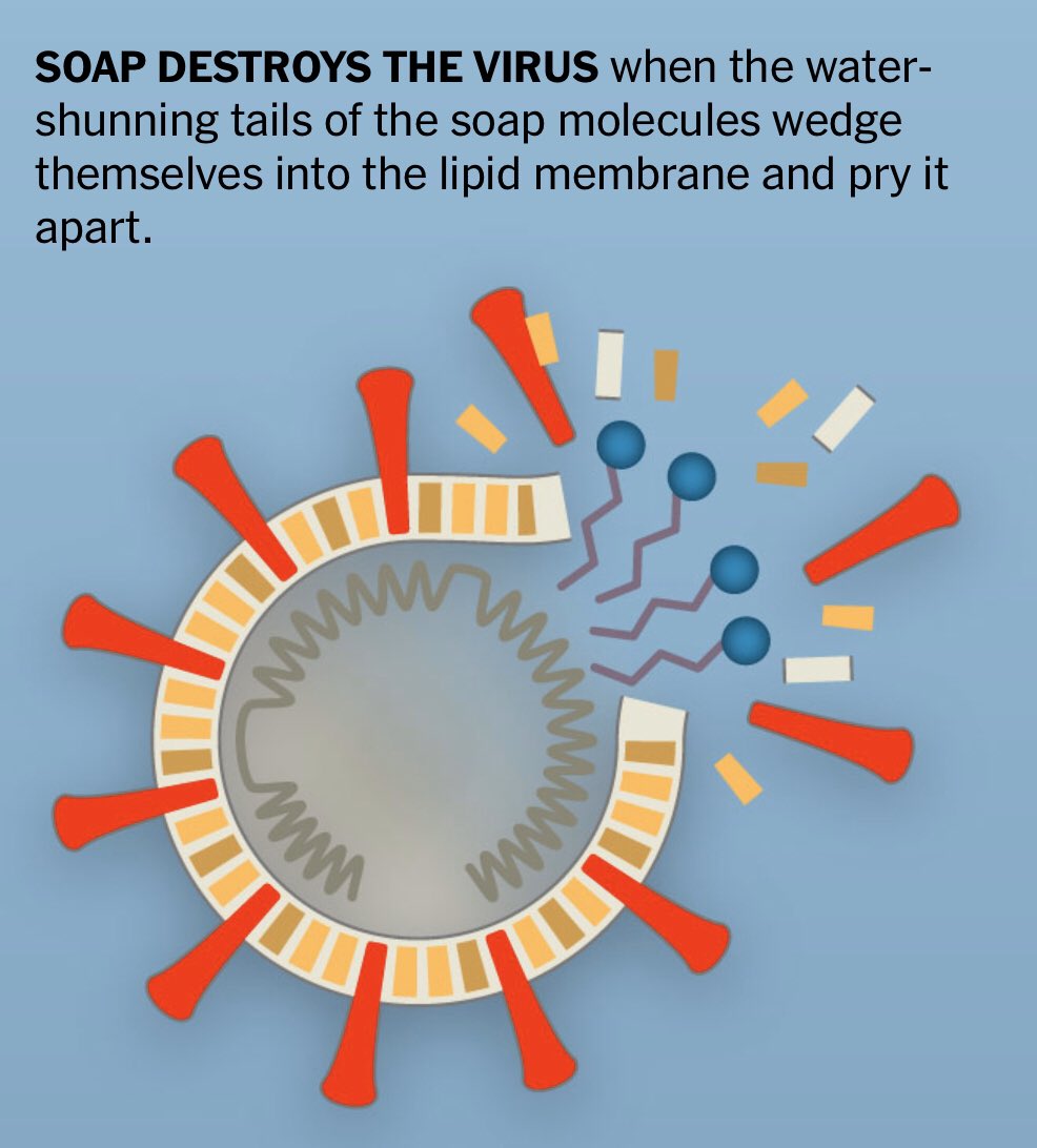 curiousoctopus's tweet photo. “Why Soap Works:” an exquisitely nerdy (read: yeah! science!) explanation
https://t.co/aYrg2JWW3s #Covid_19 https://t.co/0vRqxrx35g
