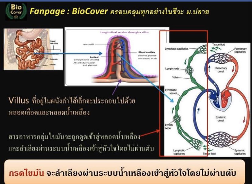 follforfight's tweet photo. รวมความรู้จากข้อสอบเก่า
#9วิชาสามัญ  ชีวะปีก่อนจ้า

#กสพท63 #dek63 https://t.co/aYZhVHurTl