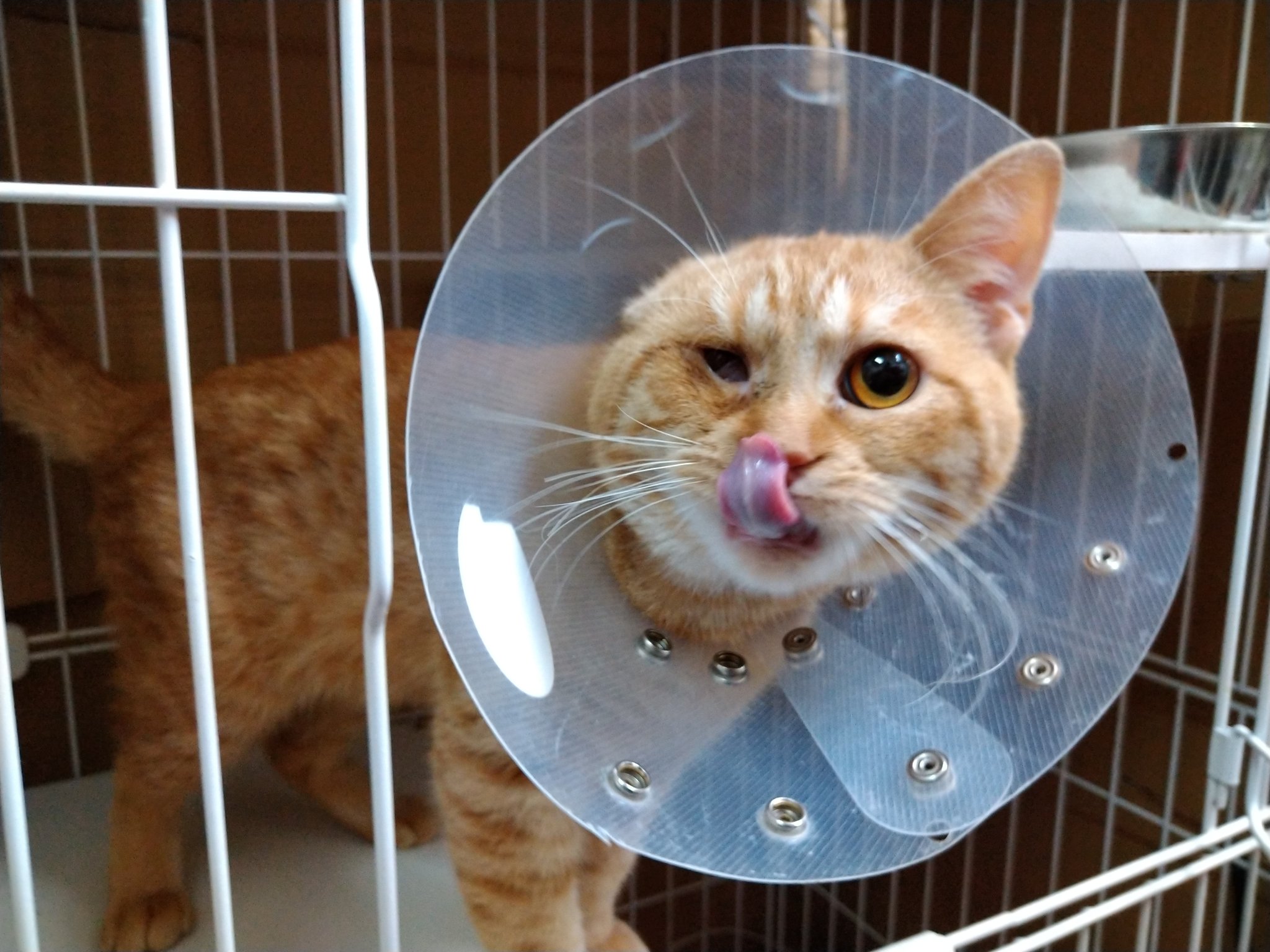 保護猫カフェ鶴橋店 元保護猫カフェマンチカン 里親募集 マンチカン マターニョ 19 3 3生まれ 去勢手術後のカラー生活も慣れてきたマターニョ リラックスしたポーズで休憩しています それにしてもなんて綺麗な瞳 めちゃめちゃ写真映えし