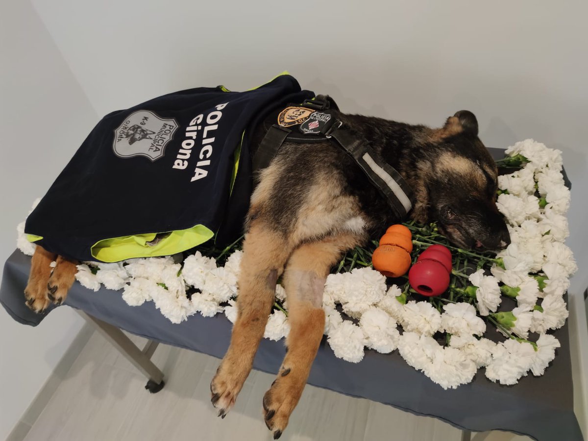 AGCPLE1's tweet photo. Hasta siempre amiga mía. Semper Fidelis. Muchas gracias a todo el mundo que ha venido a despedir a mí amiga y compañera BLANCA y la hemos podido despedir como una guerrera. https://t.co/siPYAZQb4N