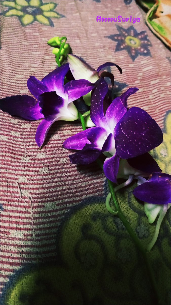 ammusuriya1320's tweet photo. My click 💗
#Flowers
#Ammusuriya
#Atchayakumar
#VeyyonSilli https://t.co/EfmNmt2g14