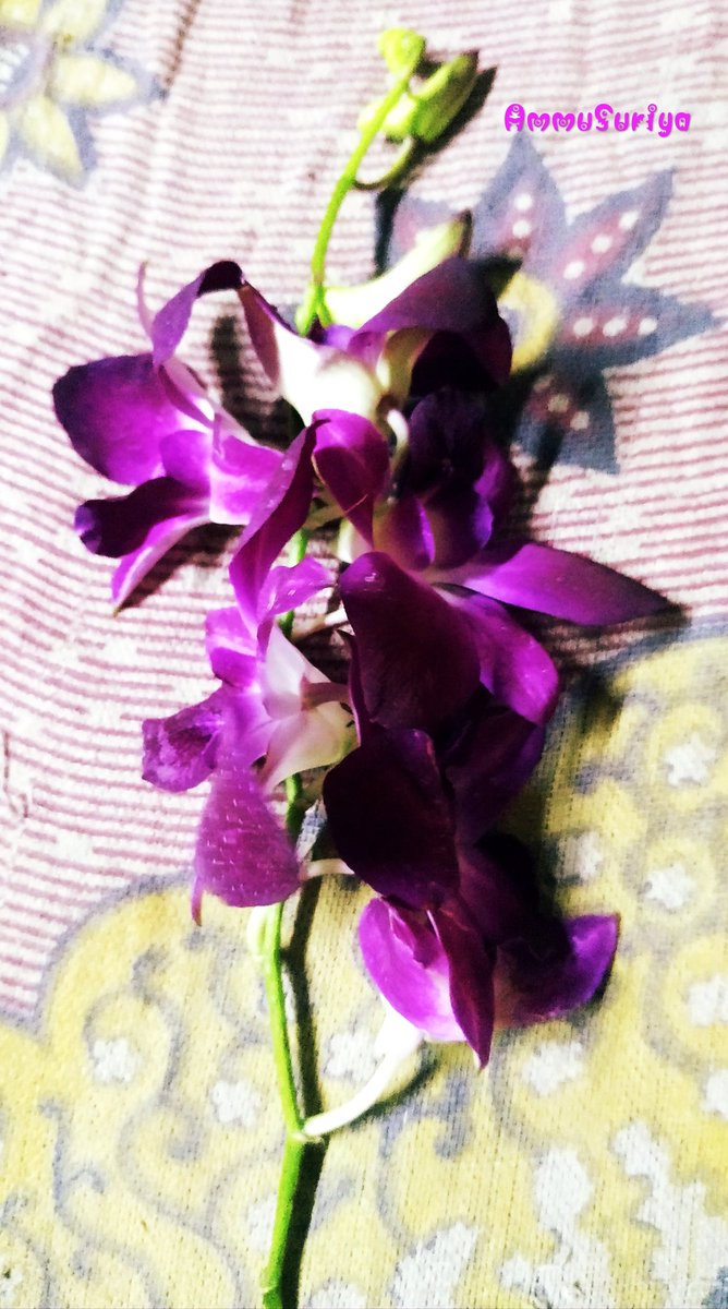 ammusuriya1320's tweet photo. My click 💗
#Flowers
#Ammusuriya
#Atchayakumar
#VeyyonSilli https://t.co/EfmNmt2g14