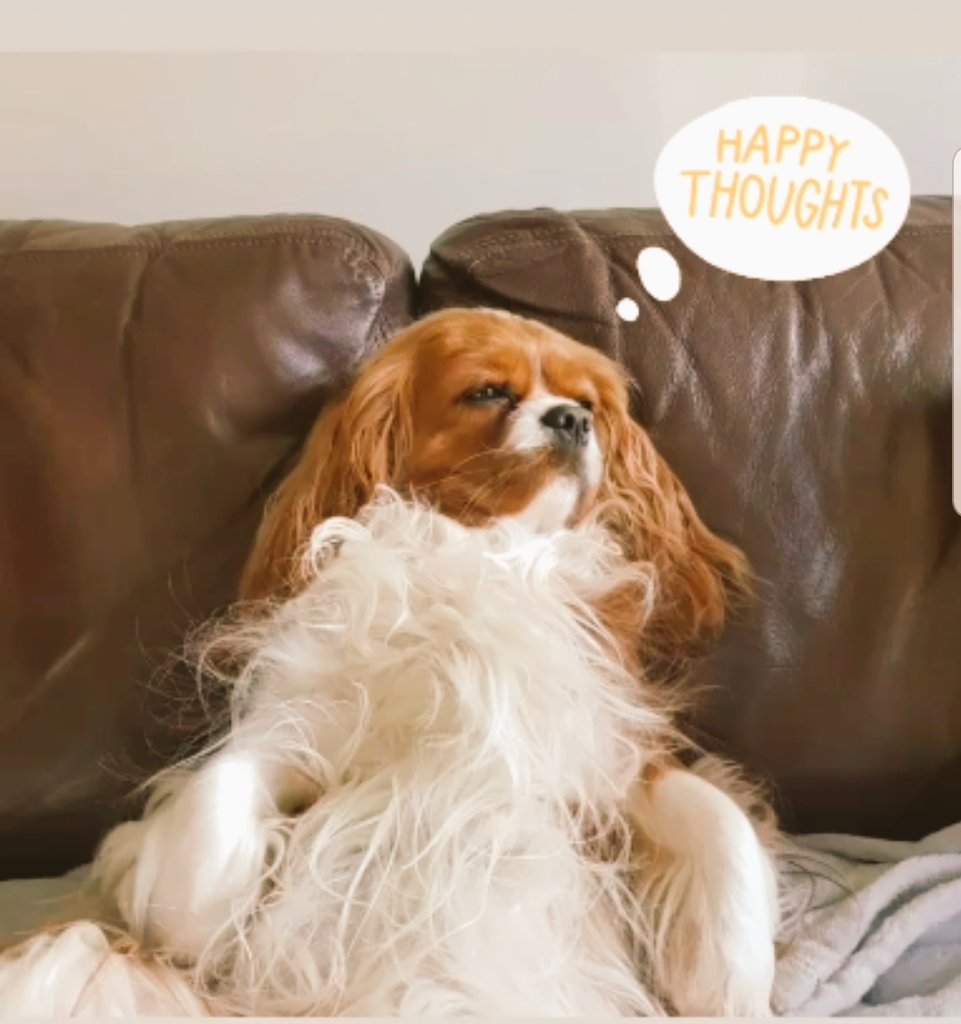 amberthecav's tweet photo. Happy #WorldSleepDay. What else is there to do apart from dream and have happy thoughts. #FridayThe13th #selfcare #SweetNightApproaching https://t.co/YgZFXr4IRh