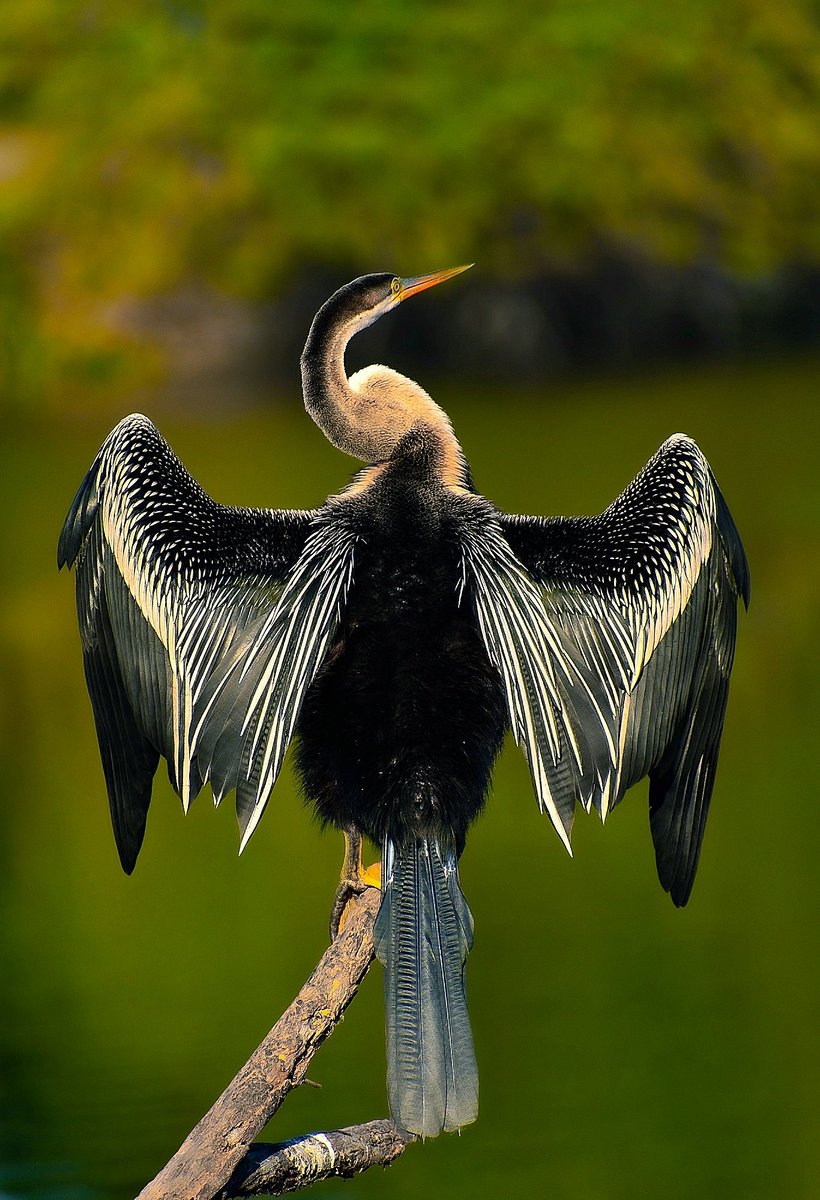 avinashwildlife's tweet photo. The portrait of Australian darter shot at bharatpur bird sanctuary
#wildlife #wildlifeart #WildNOut #PhotoOfTheDay #photographyisart #PhotosOfMyLife #PhotosClearAF #birdflu #BirdTwitter #birdsofparadise #birdevirkapanıyor #best_bird_shot https://t.co/6YA9d7TXqY