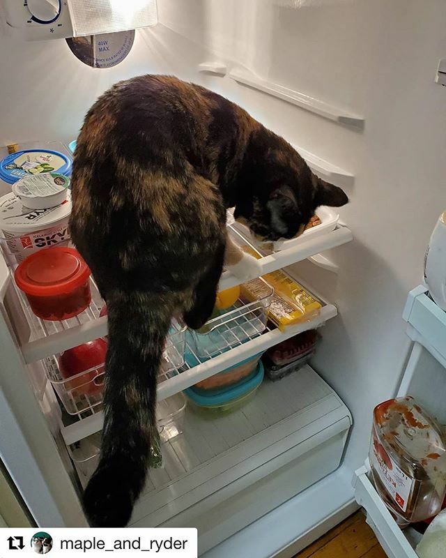 SAFEteamrescue's tweet photo. SAFE Team alum, Maple, of @maple_and_ryder takes her job as kitchen supervisor very seriously too! #safeteamrescue #safeteamkitty #safeteam #adoptdontshop #adopt #adopted #rescuecat #rescue #rescuecats #rescuedismyfavoritebreed #yeg #yegcats #catsofinst… https://t.co/NNwP4Kwv4C https://t.co/l9vw7Vjzwv