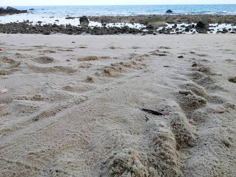SEAFARERDIVERS's tweet photo. THAILAND (Phuket - Environment) - NEW TURTE NEST FOUND ON PHUKET BEACH
PHUKET: Officers at Sirinath National Park were called to a small beach just south of Nai Yang early this morning (Mar 11) where a turtle nest was found containing more than 120 eggs.
https://t.co/KxtWF5Oln2 https://t.co/xL4v1rLIBG