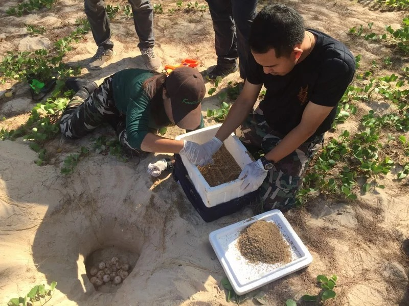 SEAFARERDIVERS's tweet photo. THAILAND (Phuket - Environment) - NEW TURTE NEST FOUND ON PHUKET BEACH
PHUKET: Officers at Sirinath National Park were called to a small beach just south of Nai Yang early this morning (Mar 11) where a turtle nest was found containing more than 120 eggs.
https://t.co/KxtWF5Oln2 https://t.co/xL4v1rLIBG