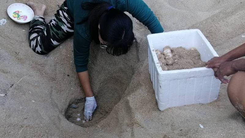 SEAFARERDIVERS's tweet photo. THAILAND (Phuket - Environment) - NEW TURTE NEST FOUND ON PHUKET BEACH
PHUKET: Officers at Sirinath National Park were called to a small beach just south of Nai Yang early this morning (Mar 11) where a turtle nest was found containing more than 120 eggs.
https://t.co/KxtWF5Oln2 https://t.co/xL4v1rLIBG