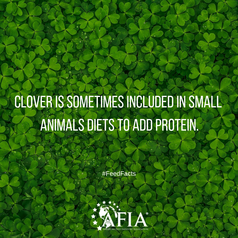 FeedFolks's tweet photo. #StPatricksDay is right around the corner... DYK this #lucky plant provides protein to small animals such as rabbits and guinea pigs? #FeedFacts #FeedFactFriday https://t.co/OA4QRMC05Q