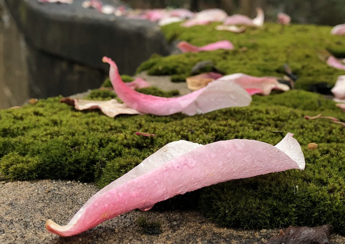 BethRMonroe's tweet photo. With all that’s going on, I need to take a moment and marvel at the magic that is spring at @lewisginter #RVA #rvagardentrail https://t.co/skZY8C0XMC