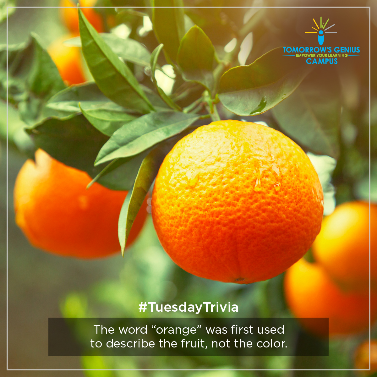 Which Got Its Name First, Orange the Color or Orange the Fruit?