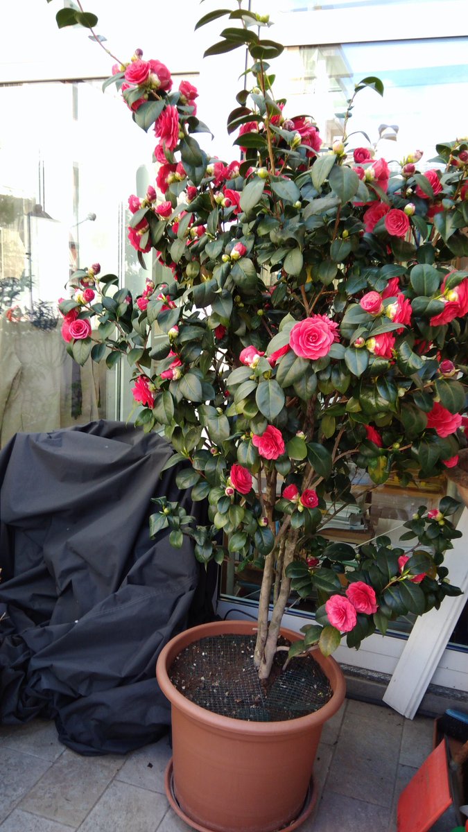 Questa è la camelia del mio terrazzo.
La vita va avanti.