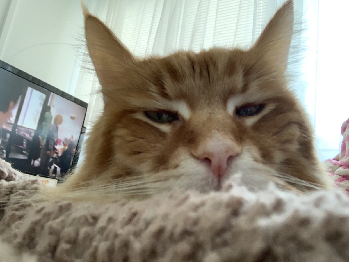 azazellothecat's tweet photo. Happy Friday pals ❤️❤️❤️❤️ #FridayThoughts https://t.co/QgRgKxhryL