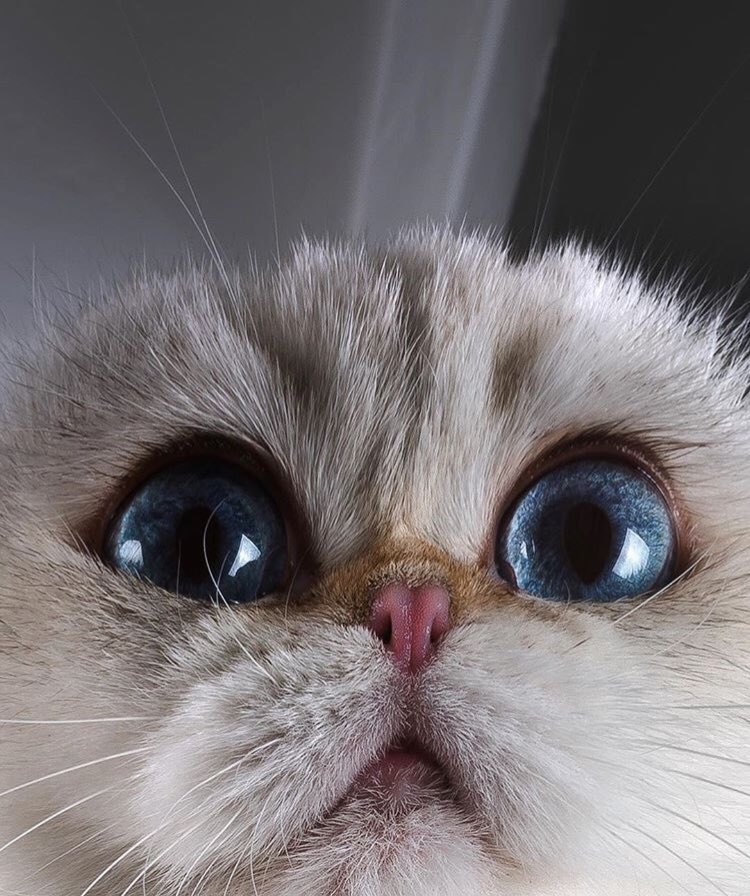 catloversu's tweet photo. https://t.co/n5hhlRMZSR