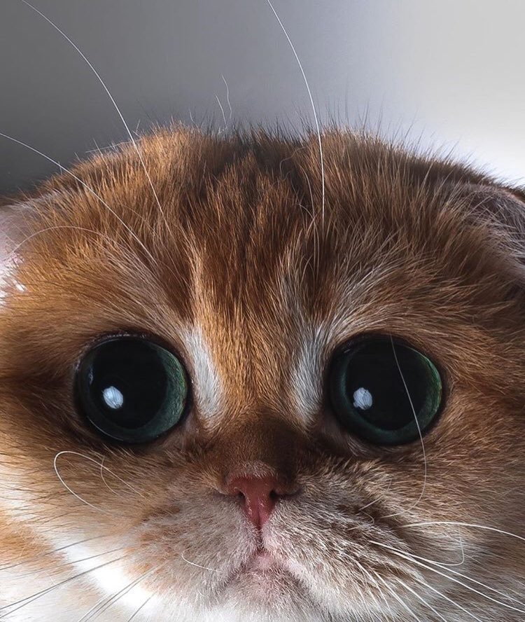 catloversu's tweet photo. https://t.co/n5hhlRMZSR