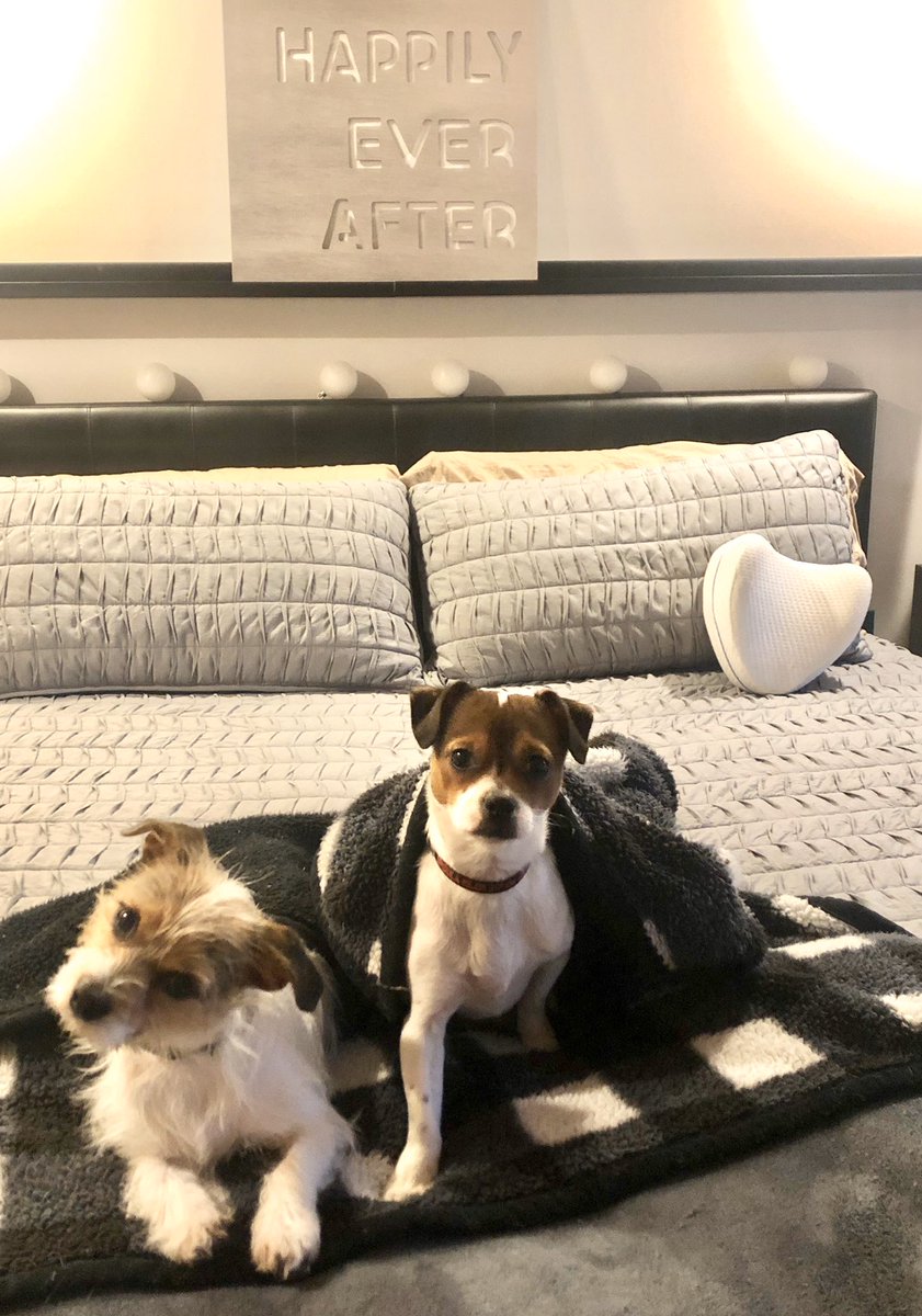 pegspaws's tweet image. I think my puppies #ursula #phoebe have the right idea. Read twitter see all the crazy then go potty, eat breakfast and go back to bed!! #dogslife #NoCoronaVirus 🐾