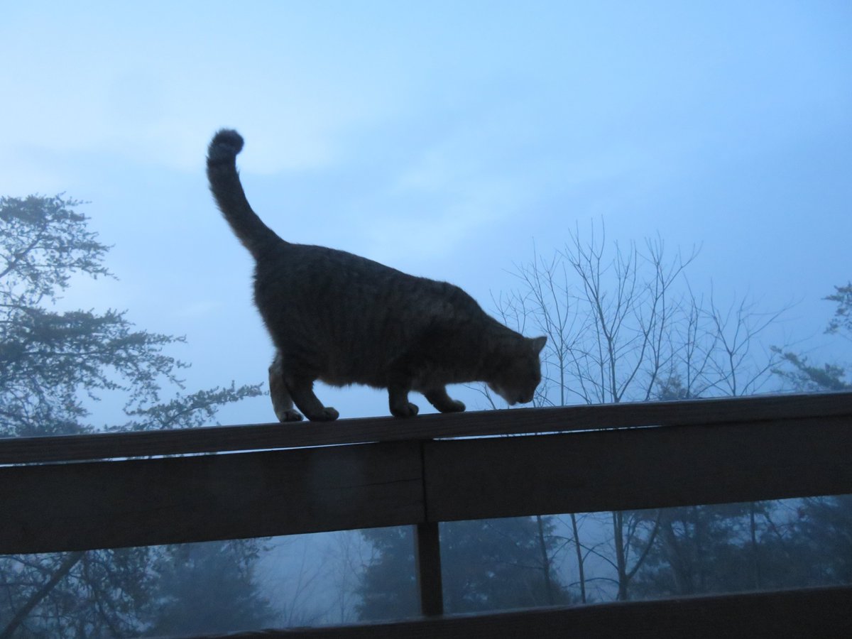 DennisB911's tweet photo. Tony, a #cats #CatsOfTwitter #weathercat, reports 54F, #SpringTime #fog in the #valley called #Basye, Va. Or #Moon (#luna #lunar) is setting. It's a warm #54F (12C) at #sunrise in the @VAShenValley @MillMuseum. A @capitalweather #weather #photooftheday @BobVanDillen &amp; @WHSVnews. https://t.co/n7Q8w61X3J