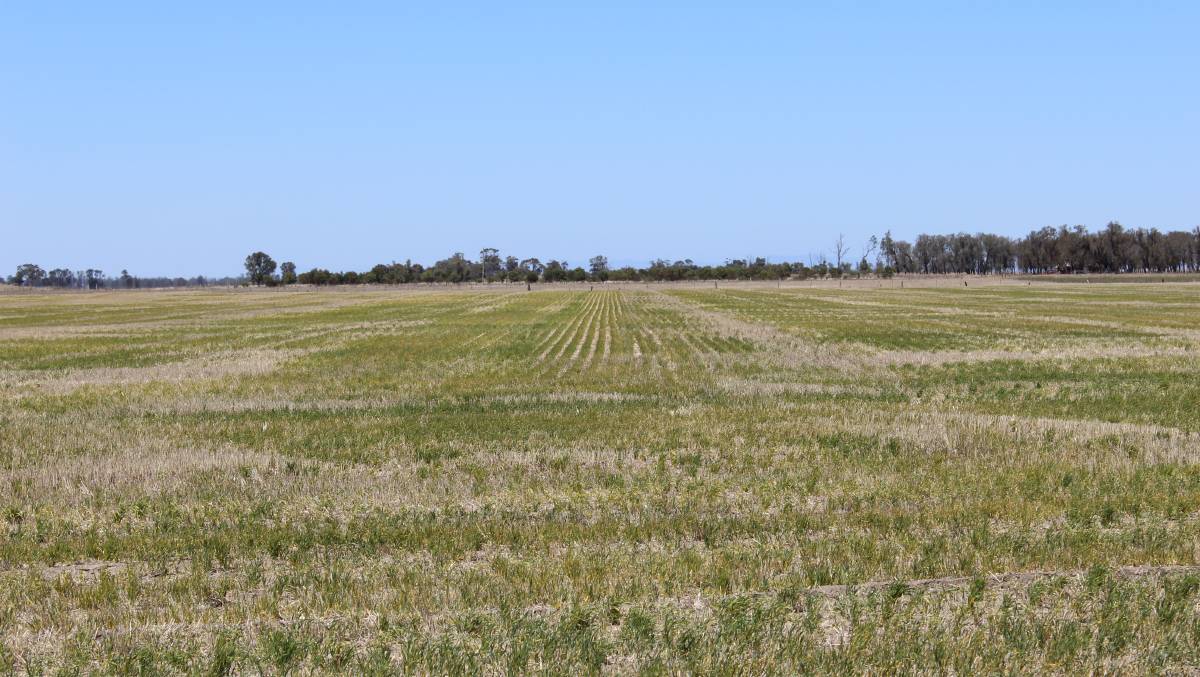 Before you open the gate onto green paddocks! Consider pulpy kidney vaccination, summer weed toxicity &amp; does the FOO provide enough nutrition, particularly for growing stock. #LivestockManagement <a href="/deltaagribus/">Delta Agribusiness</a>