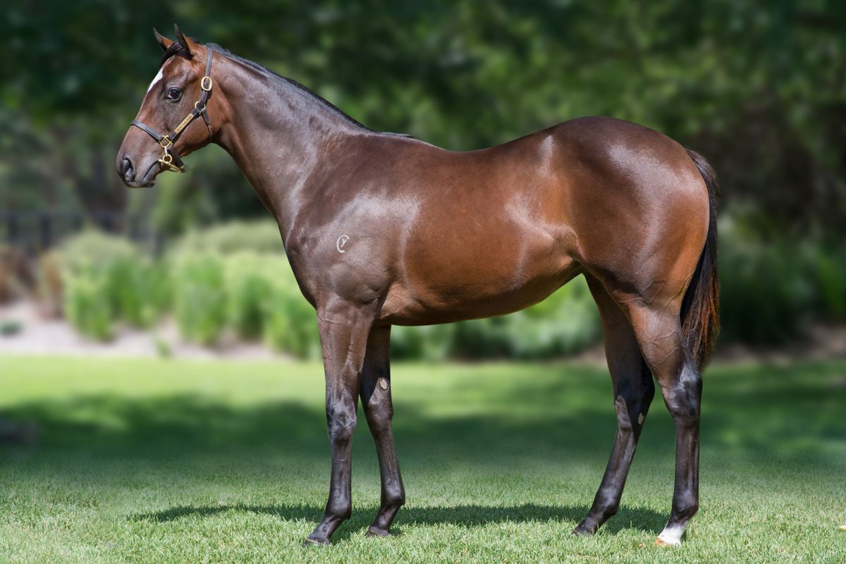 BreedWatchOC's tweet photo. #InglisMelbournePremier2020

• The Highest Priced 'Filly' by Pierro

Lot 288

Pierro x Magnagem by Magnus

[Sir Tristram: 5S X 5D]
[Mr Prospector: 5S X 5D X 5D]
[My Tricia : 5S X 5D]

Vendor @BlueGumFarm 

Sold for 220K to @GriffithsRacing &amp; Peter Ford T'Breds

#Pierro #TopFilly https://t.co/6RMYQEqdOM